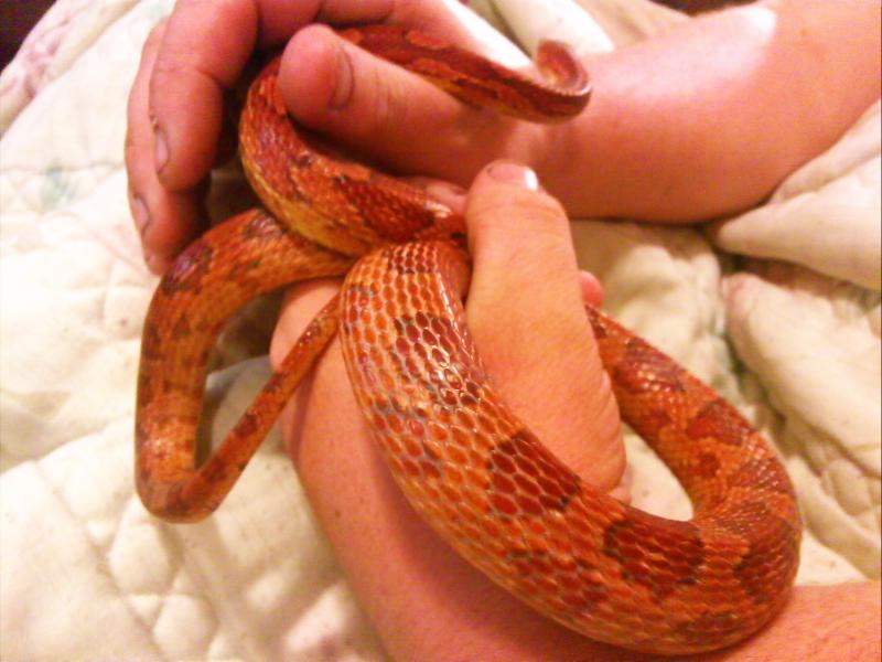 Richmond Reptile Rescue Two Blood Red Corn Snakes