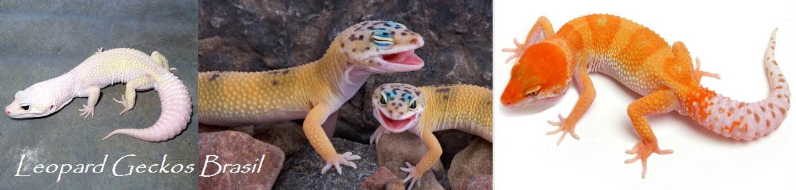 Leopard Geckos Brasil