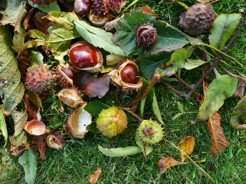 Normandy Life: Conkers.