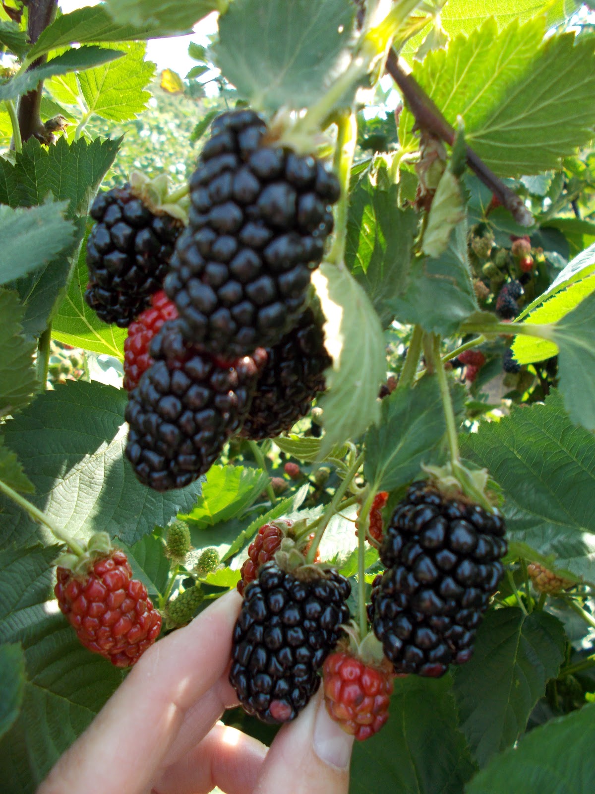Brenda's Berries & Orchards: Raspberry & Early Blackberry Harvest