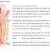 Tooth cavity, Pyorrhoea, Teeth Pain- Teeth Problem dur karne ke 111 nuskhe
