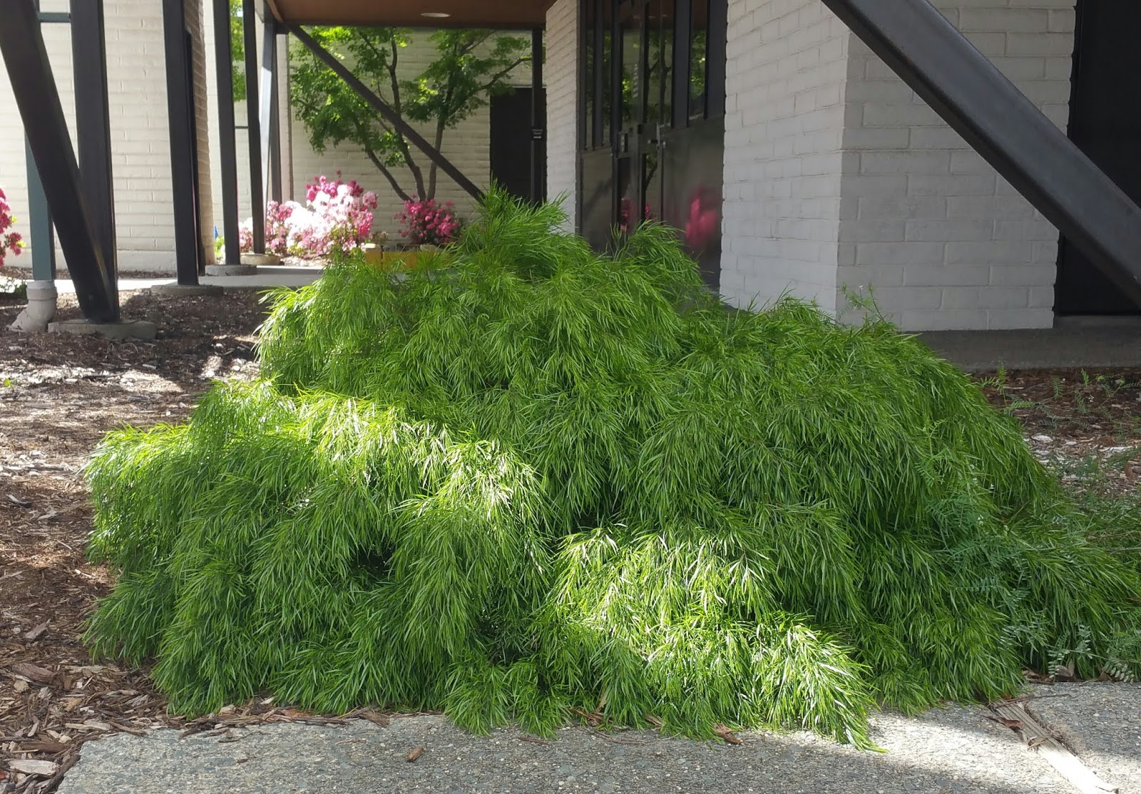 Western Tree Nursery Wholesale Only California May 2019