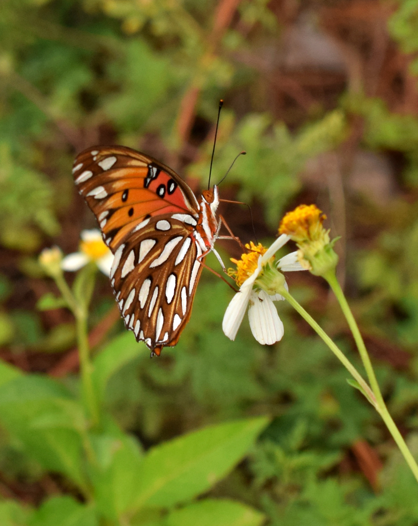 Using Native Plants A Butterfly’s Place for the Winter
