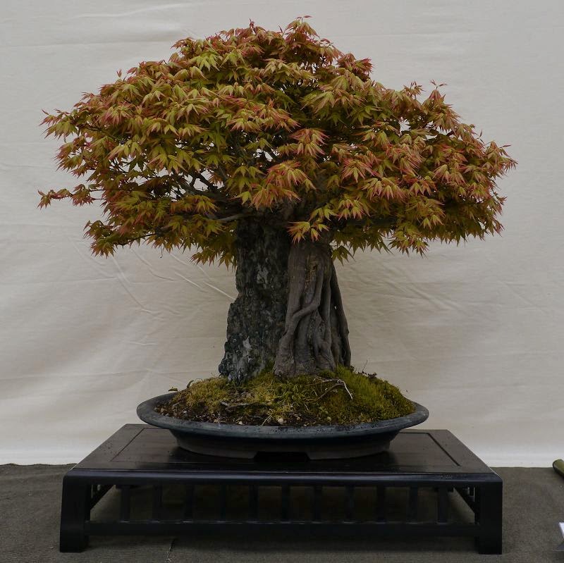 BonsaiFotoAusstellung: HAI-YAMA-TEN 2014