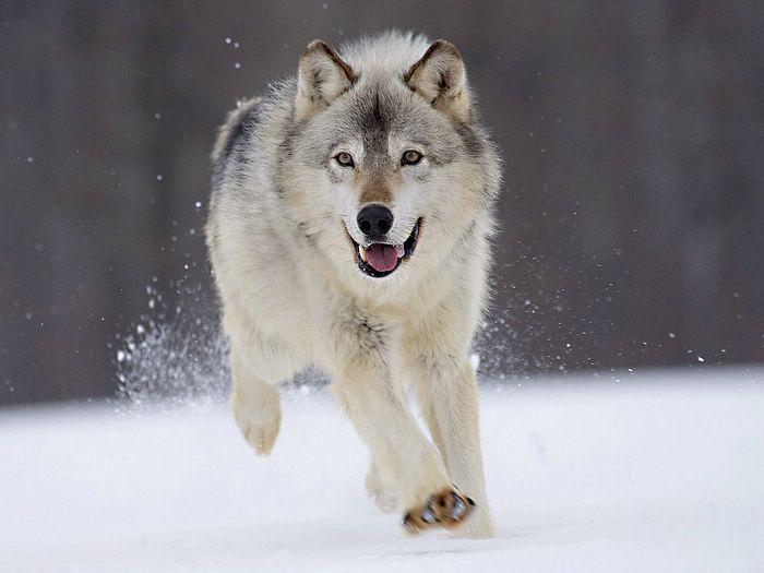 [Image: Gray-+Wolf-+Minnesota.jpg]