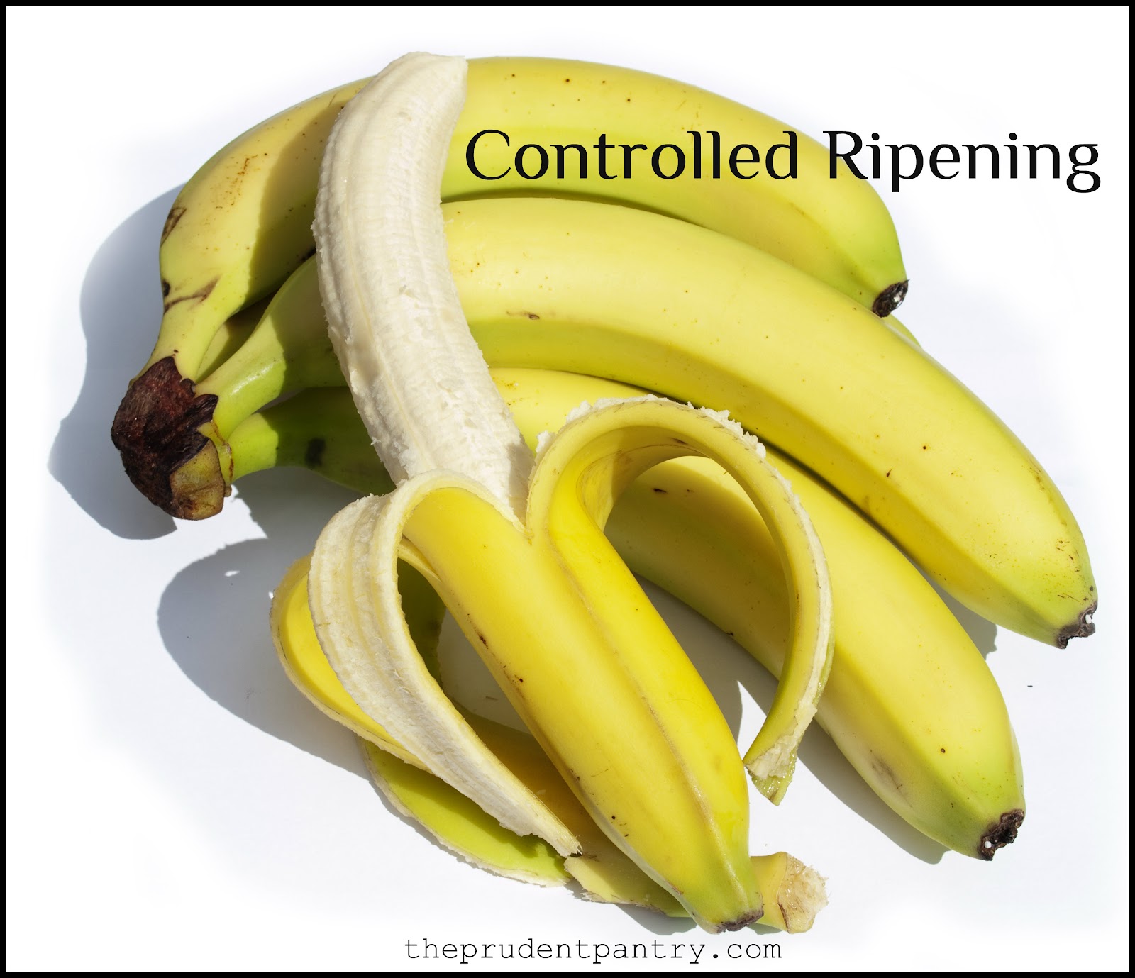 The Prudent Pantry Controlled Ripening of Bananas