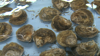 growing oysters