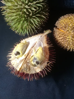 papakin, lahung, dan marawin dari kalimantan papakin, lahung, marawin, durian dari kalimantan