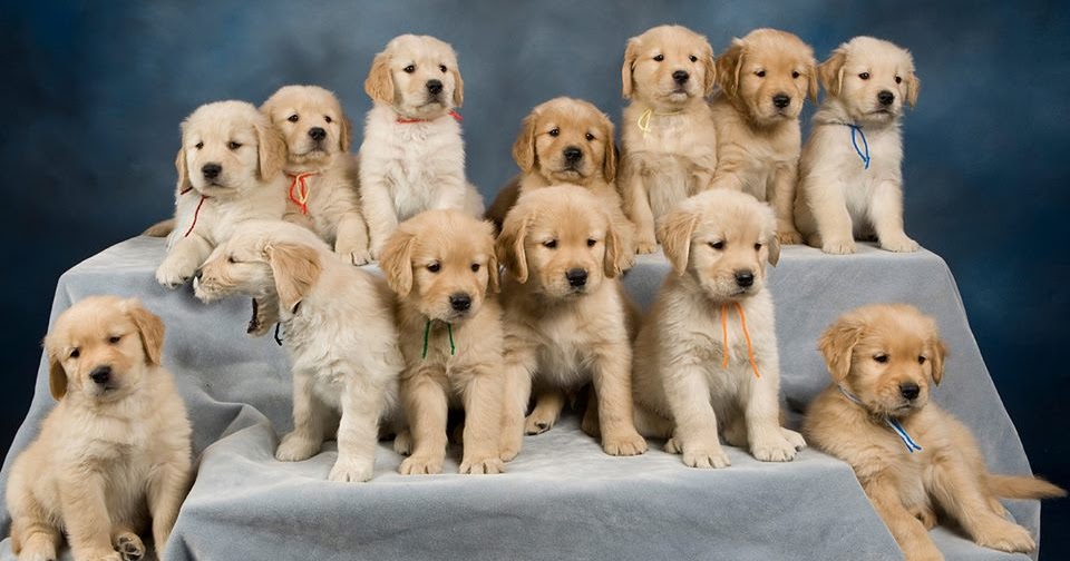 Countries With The Most Dogs Worldwide.Top Ten Country By Dog living