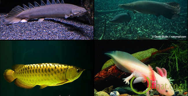 BERITA UNIK MENARIK DAN BERMANFAAT 5 Jenis Ikan yang 