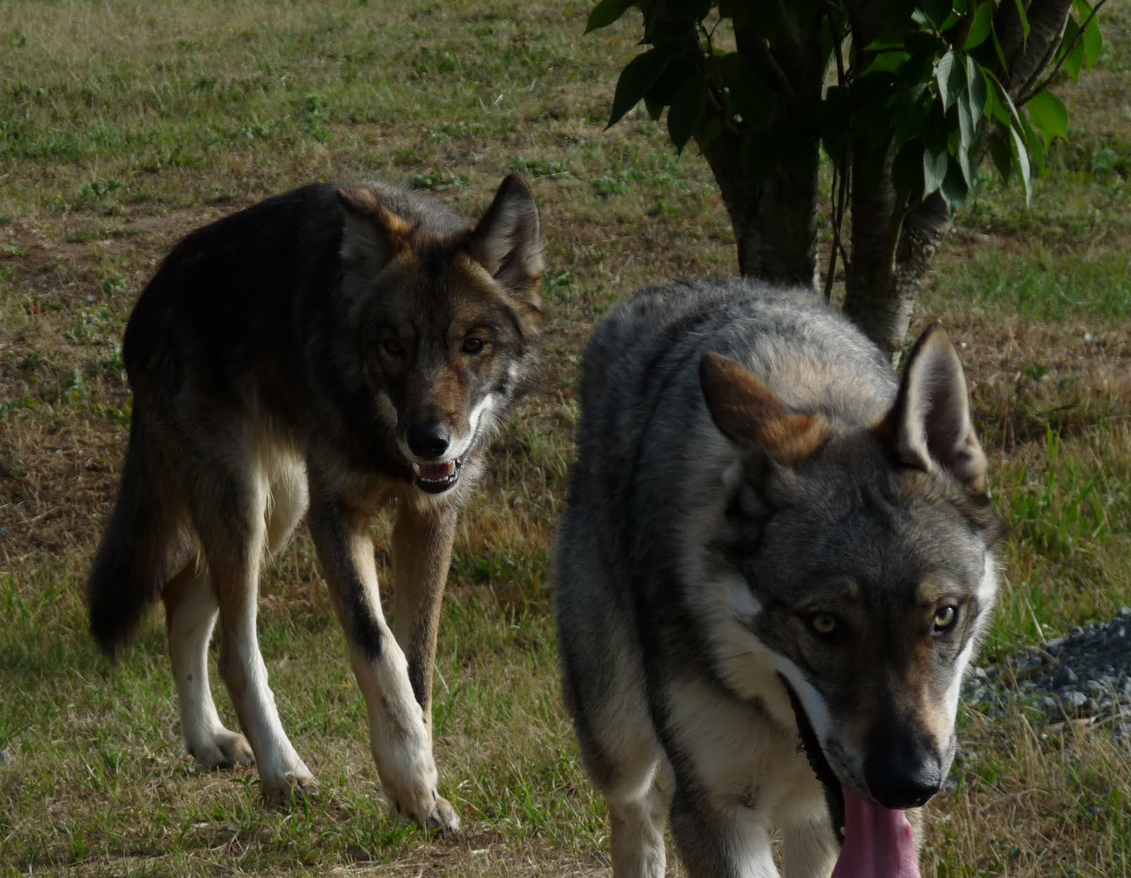 Que Veut Dire Entre Chien Et Loup