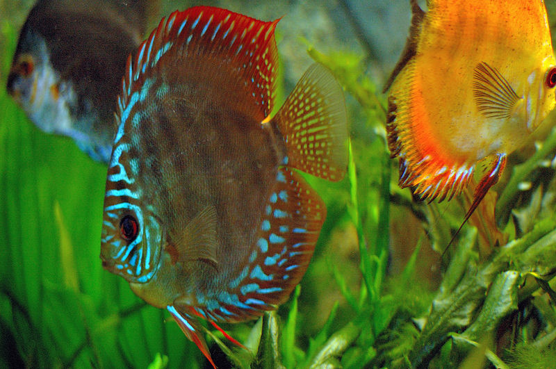 Freshwater Tropical Fish and Aquariums Tips for Keeping Discus Fish