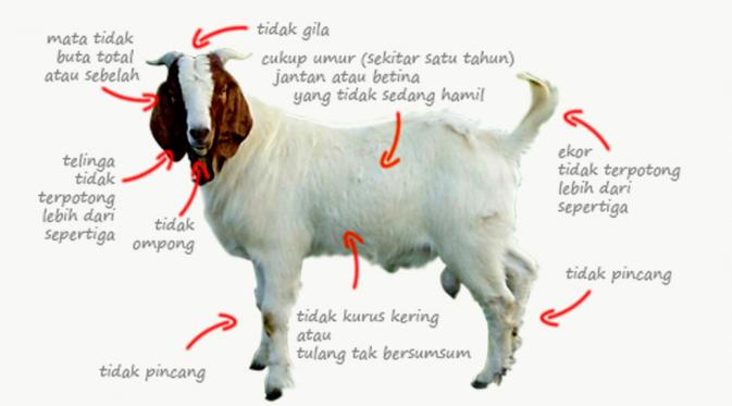 Kambing Qurban Untuk Satu Keluarga, Bolehkah?