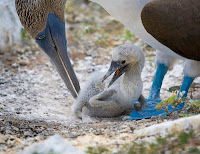 Blue Footed Boobie Tending to a Chick