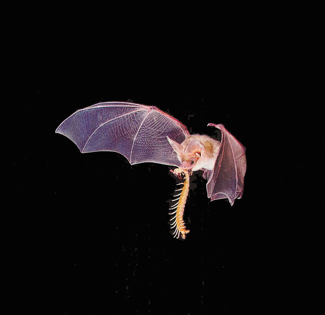 about 70 % of bats are insectivores most of the
