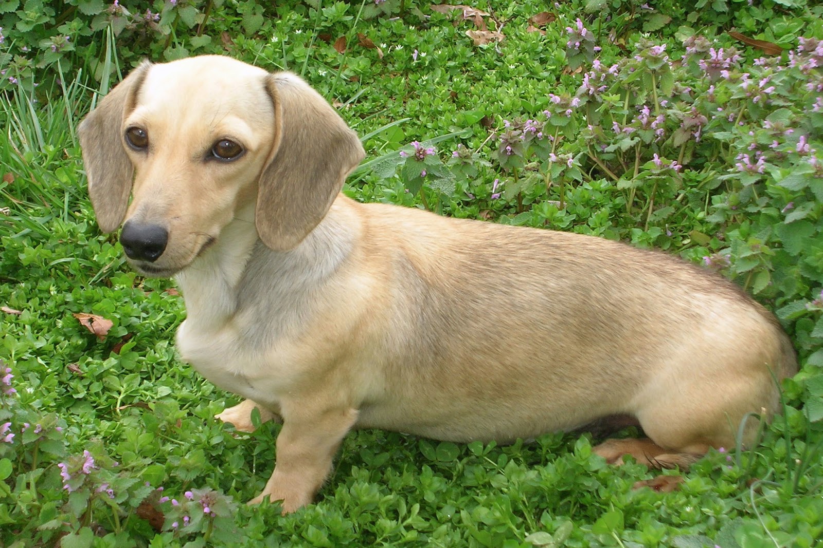 Tollett Dachshunds