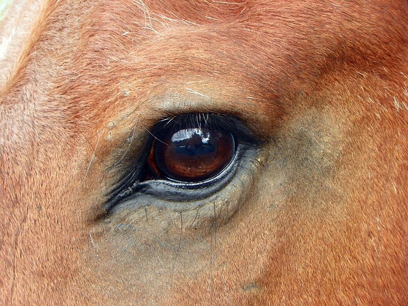 Do Horses Neigh When They Run? What eye colors can horses have?