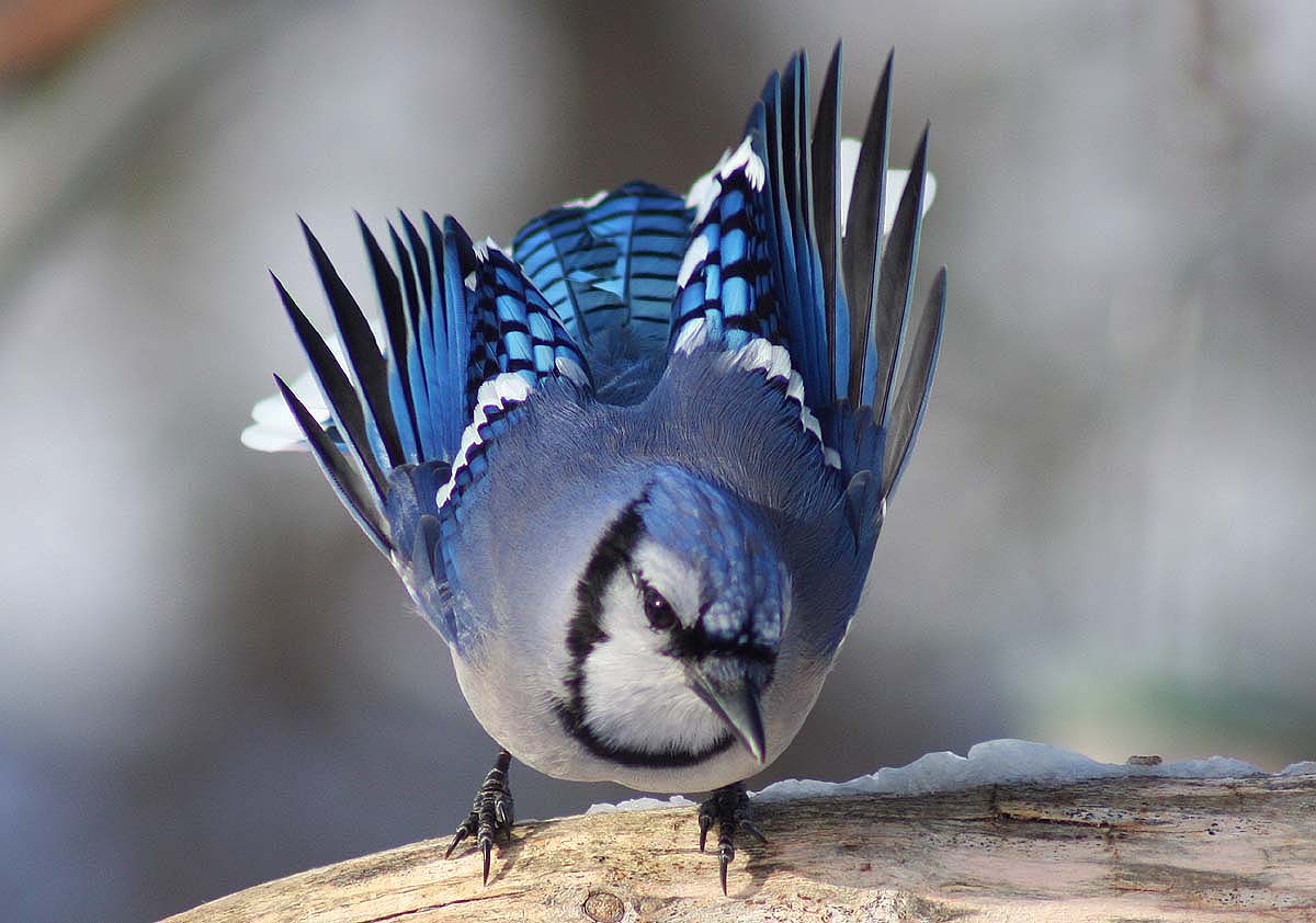 Blue Jay Bird Nesting Habits