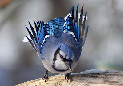 The Blue Jay | Canadian Lovely Bird Basic Facts & Information | Beauty ...