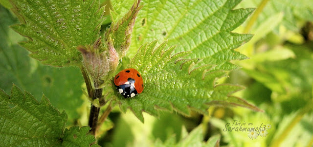 ladybird macro photo