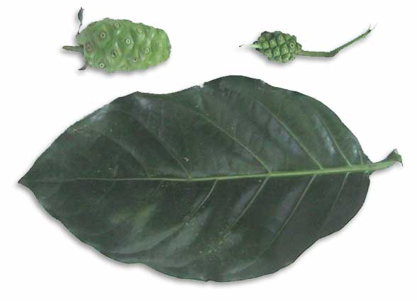 apatot tree