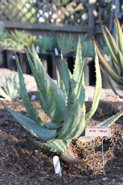 Aloe ferox Aloe ferox