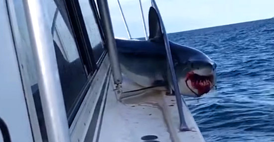 Aterrorizante - Tubarão pula dentro de barco em movimento - Capa