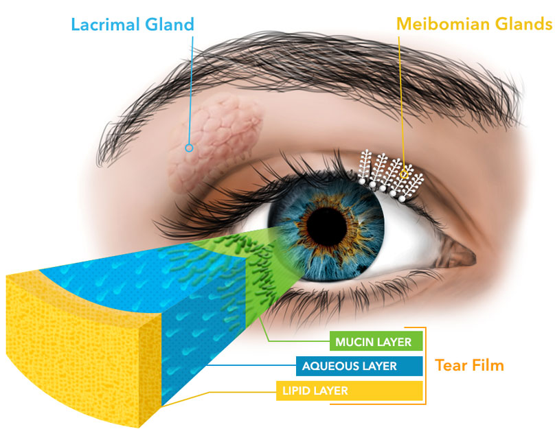 eyelid blinking exercises overlake eyecare p s