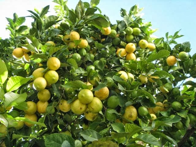 DIÁRIO COM A NATUREZA: 16 DE ABRIL - LIMOEIRO - LIMÃO - FRUTO E FLOR