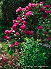 En av favorittene - mørkrosa Rhododendron