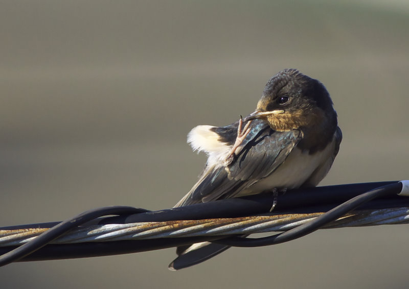 このクリスマス コマーシャルは、おそらく 2017 年で最も感動的なコマーシャルの 1 つです。