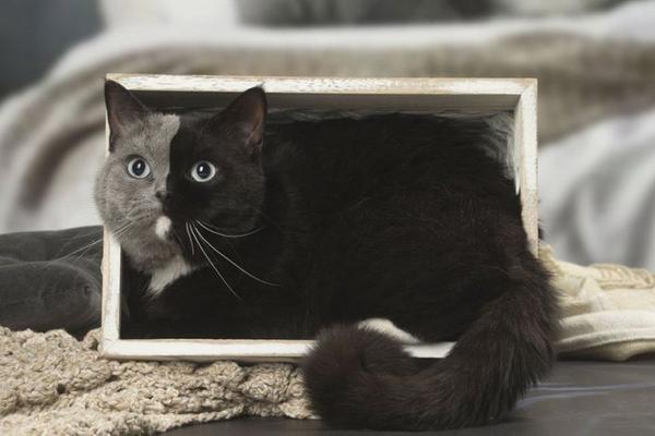 кошка с двуликим окрасом кошка с двуликим окрасом