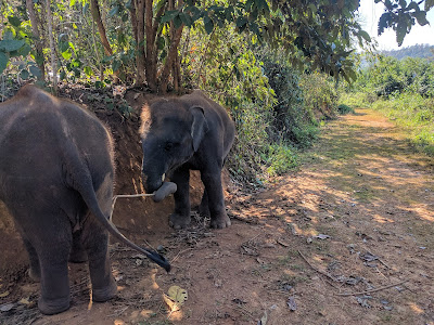 Runzelfuesschen Elternblog Elephant Rescue Park Chiang Mai mit Kind Erfahrung