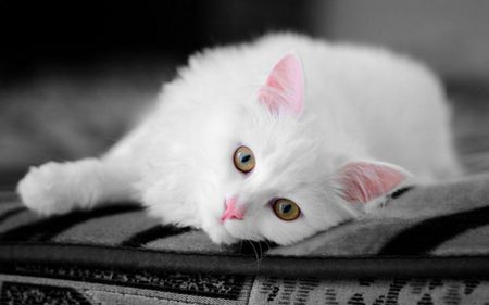Images For: Beautiful White Cute Cat Pictures / Photos / Wallpapers