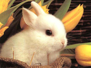Rabbits , bunny, image, pictures