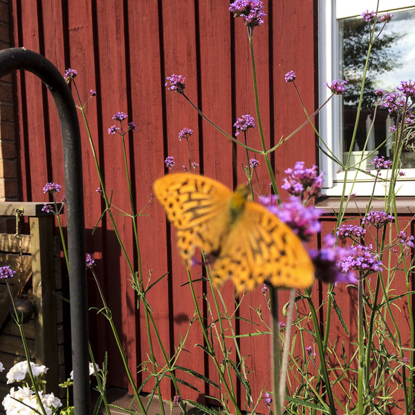jätteverbena, giantverbena jätteverbena, giantverbena