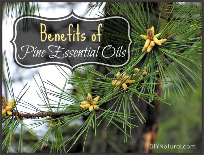 Can Pine Needles Hurt Dogs Can Pine Needles Hurt Dogs