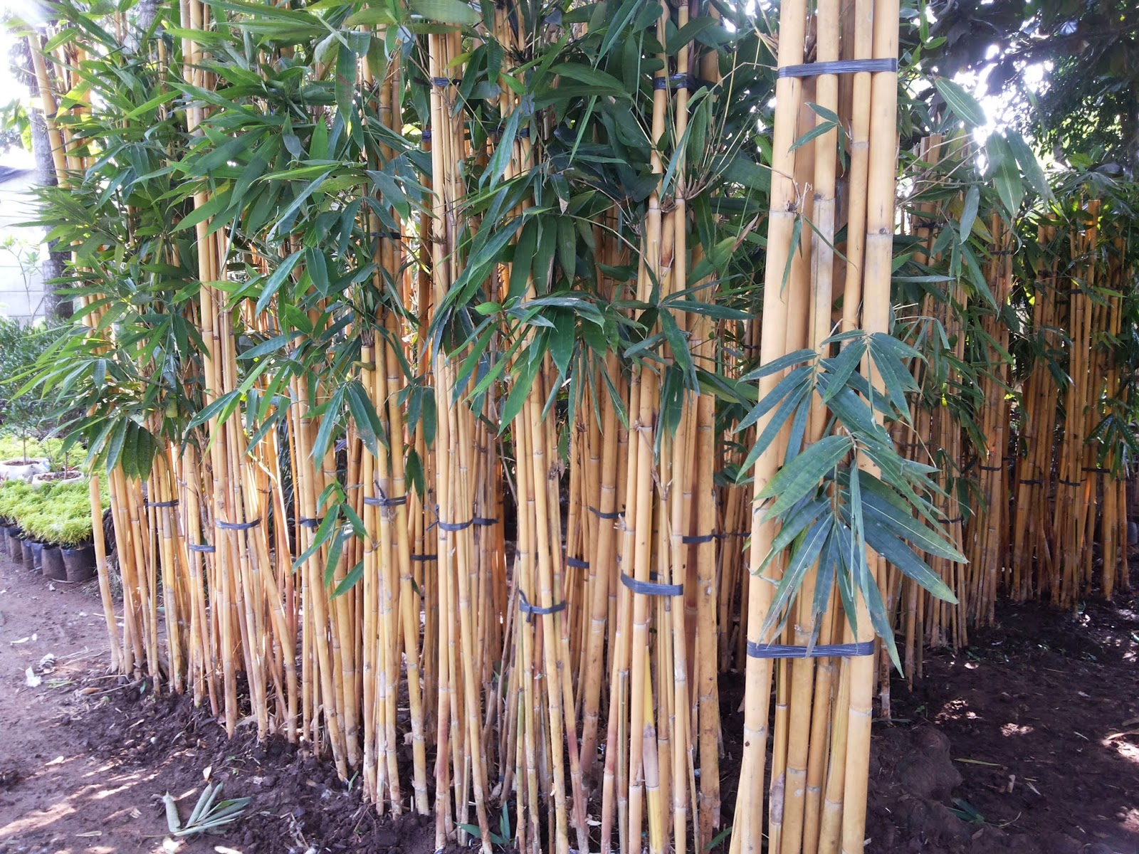 JUAL POHON BAMBU KUNING, JUAL BAMBU JEPANG, BAMBU KELISIK, BAMBU PANDA
