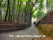 京都嵐山の竹林！