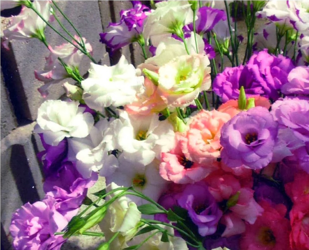 Romantic Flowers Lisianthus Flower