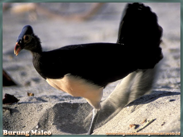 39+ Paling Top Gambar Sketsa Burung Maleo