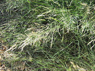 Τα χρήσιμα ζιζάνια