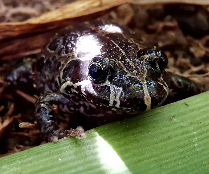 Marbled Frog in the garden, in daylight