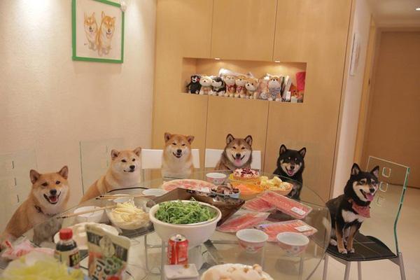 Gặp gỡ gia đình cún Shiba Inu qua bộ ảnh dễ thương "nhất quả đất"