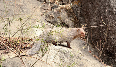 "Indian Grey mongoose,Going for a spring walk."