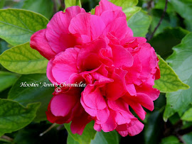Multi-Petaled Hibiscus