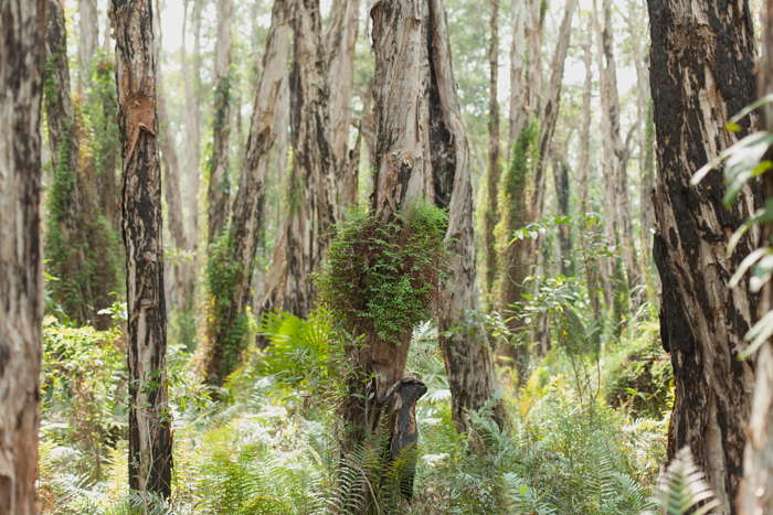 paper bark forest paper bark trees