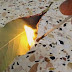 Burn A Bay Leaf Inside The House. The Results Will Be Incredible!