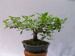 Cara Merawat Tanaman Bonsai Harian