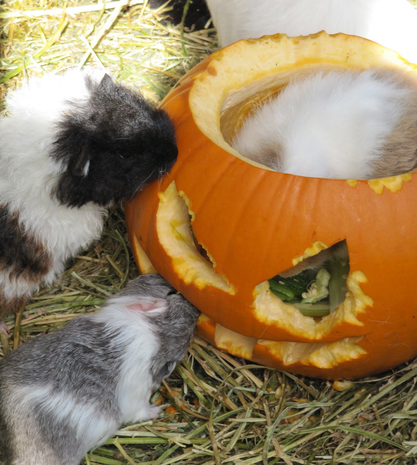 All Things Guinea Pig Pumpkin Surprise